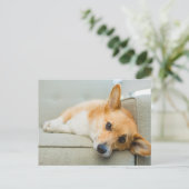 最も可愛い赤ん坊の動物 Corgi Pupy on Couch ポストカード (スタンド正面)