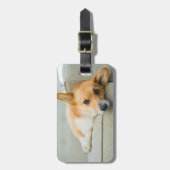 最も可愛い赤ん坊の動物 Corgi Pupy on Couch ラゲッジタグ (正面縦)