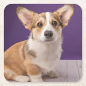 最も可愛い赤ん坊の動物 | Corgi Pupy on Purple スクエアペーパーコースター (正面)