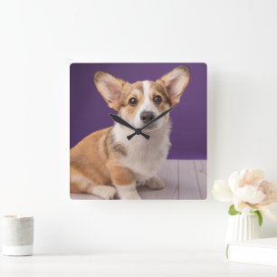 最も可愛い赤ん坊の動物 Corgi Pupy on Purple スクエア壁時計