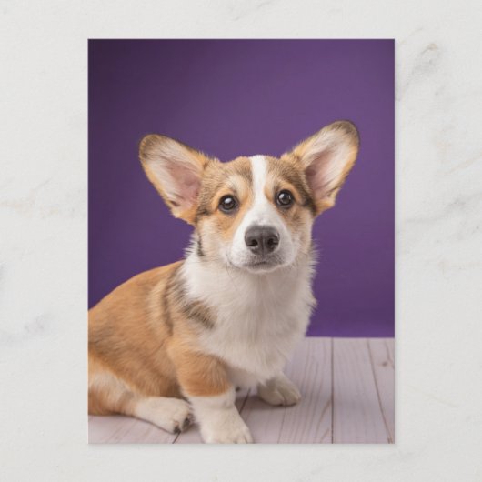 最も可愛い赤ん坊の動物 | Corgi Pupy on Purple ポストカード (正面)