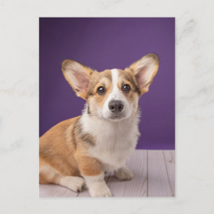 最も可愛い赤ん坊の動物 Corgi Pupy on Purple ポストカード