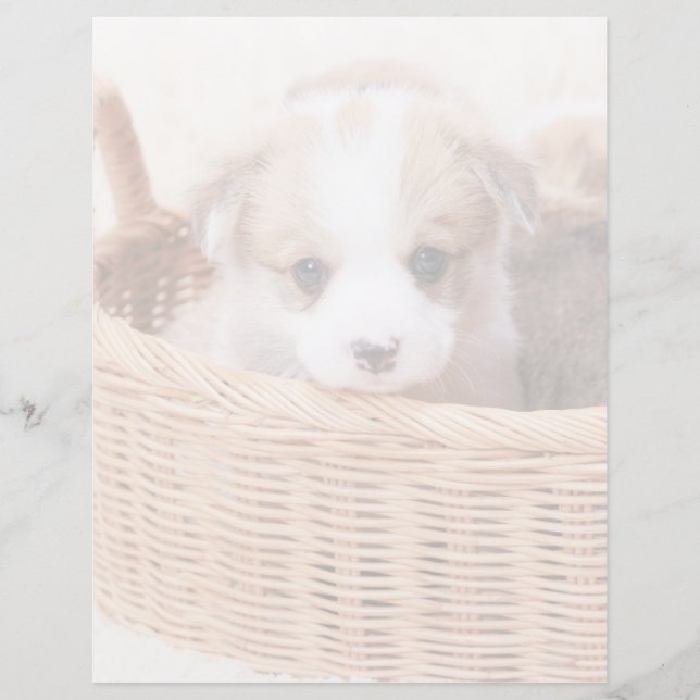 最も可愛い赤ん坊の動物 | Corgi Tiny Puppy (正面)