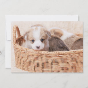 最も可愛い赤ん坊の動物 Corgi Tiny Puppy サンキューカード