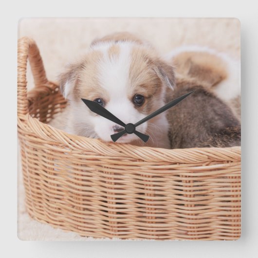 最も可愛い赤ん坊の動物 | Corgi Tiny Puppy スクエア壁時計 (正面)