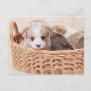 最も可愛い赤ん坊の動物   Corgi Tiny Puppy ポストカード