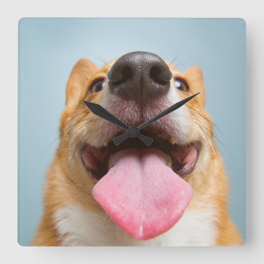 最も可愛い赤ん坊の動物 Corgi Tongue | Corgi Tong スクエア壁時計 (正面)