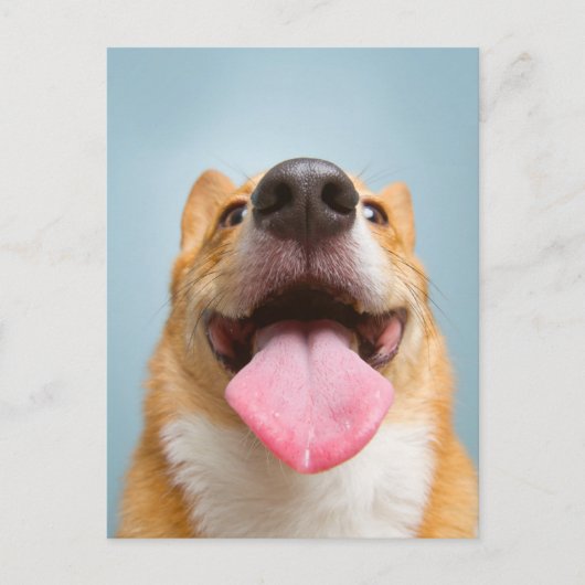 最も可愛い赤ん坊の動物 Corgi Tongue | Corgi Tong ポストカード (正面)