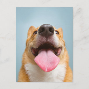 最も可愛い赤ん坊の動物 Corgi Tongue   Corgi Tong ポストカード