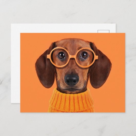 最も可愛い赤ん坊の動物 | Dachshundオレンジセーター ポストカード (正面/裏面)