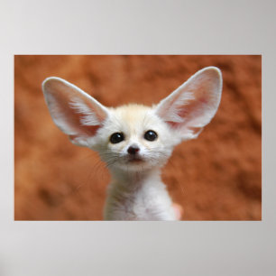 最も可愛い赤ん坊の動物   Fennecキツネアップ ポスター