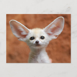 最も可愛い赤ん坊の動物 Fennecキツネアップ ポストカード