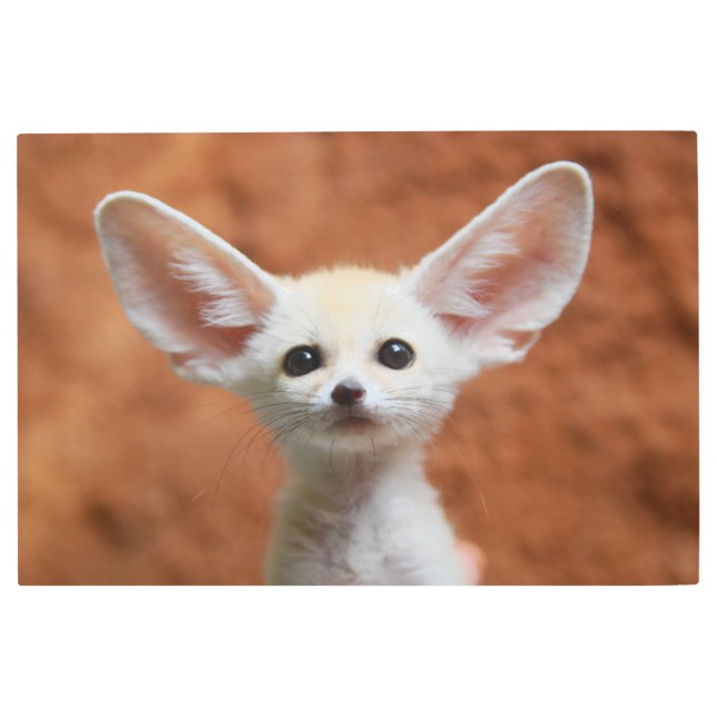 最も可愛い赤ん坊の動物 | Fennecキツネアップ メタルプリント (正面)