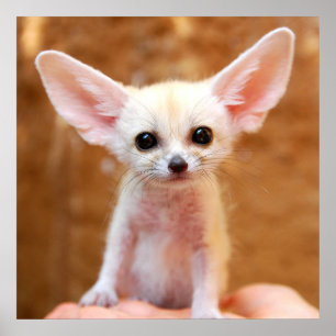 最も可愛い赤ん坊の動物   Fennecキツネ ポスター