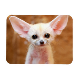 最も可愛い赤ん坊の動物 Fennecキツネ マグネット