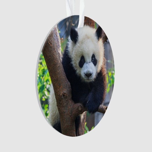 最も可愛い赤ん坊の動物 | Giant Panda Cub オーナメント (正面)