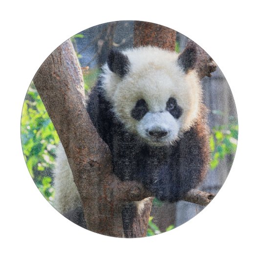 最も可愛い赤ん坊の動物 | Giant Panda Cub カッティングボード (正面)
