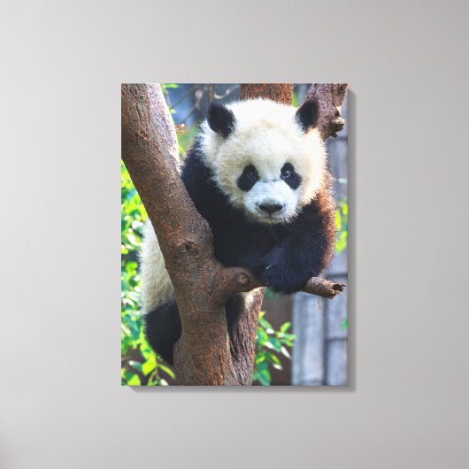 最も可愛い赤ん坊の動物 | Giant Panda Cub キャンバスプリント (正面)