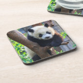 最も可愛い赤ん坊の動物 | Giant Panda Cub コースター (左側)