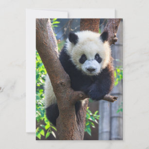 最も可愛い赤ん坊の動物 Giant Panda Cub サンキューカード