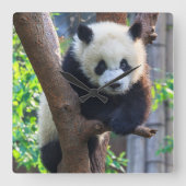 最も可愛い赤ん坊の動物 | Giant Panda Cub スクエア壁時計 (正面)