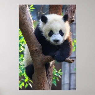 最も可愛い赤ん坊の動物   Giant Panda Cub ポスター