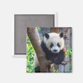 最も可愛い赤ん坊の動物 | Giant Panda Cub マグネット (正面/裏面)