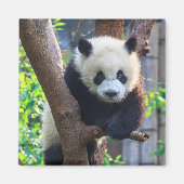 最も可愛い赤ん坊の動物 | Giant Panda Cub マグネット (正面)