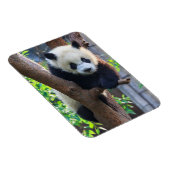最も可愛い赤ん坊の動物 | Giant Panda Cub マグネット (右側)