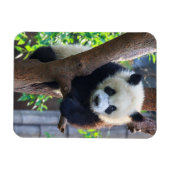 最も可愛い赤ん坊の動物 | Giant Panda Cub マグネット (横)