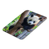 最も可愛い赤ん坊の動物 | Giant Panda Cub マグネット (左側)