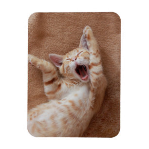 最も可愛い赤ん坊の動物 Ginger Kittenあくびをする マグネット