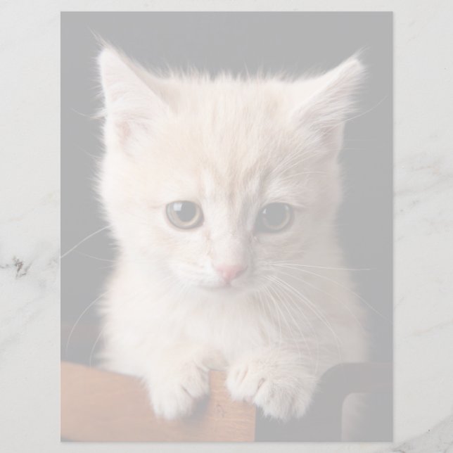最も可愛い赤ん坊の動物 | Ginger Kitten (正面)