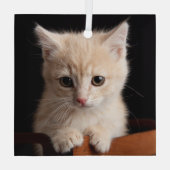 最も可愛い赤ん坊の動物 | Ginger Kitten ガラスオーナメント (裏面)