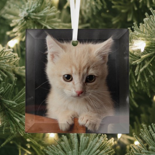 最も可愛い赤ん坊の動物 | Ginger Kitten ガラスオーナメント (インサイチュ)