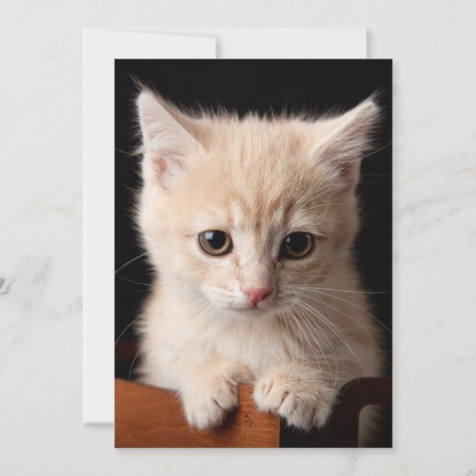 最も可愛い赤ん坊の動物 | Ginger Kitten サンキューカード (正面)