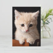 最も可愛い赤ん坊の動物 | Ginger Kitten サンキューカード (スタンド正面)