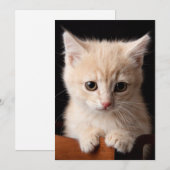 最も可愛い赤ん坊の動物 | Ginger Kitten サンキューカード (正面/裏面)