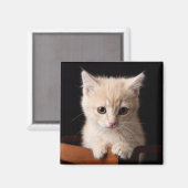 最も可愛い赤ん坊の動物 | Ginger Kitten マグネット (正面/裏面)