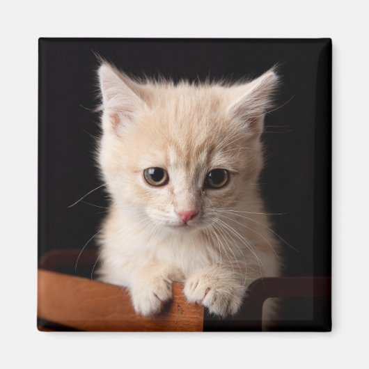 最も可愛い赤ん坊の動物 | Ginger Kitten マグネット (正面)