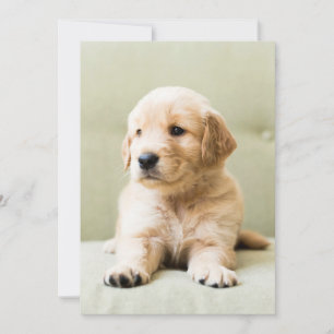最も可愛い赤ん坊の動物 Golden Retriever Puppy サンキューカード