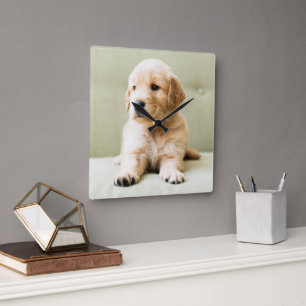 最も可愛い赤ん坊の動物 Golden Retriever Puppy スクエア壁時計