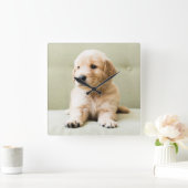 最も可愛い赤ん坊の動物 | Golden Retriever Puppy スクエア壁時計 (ホーム)