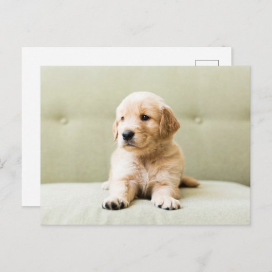 最も可愛い赤ん坊の動物 | Golden Retriever Puppy ポストカード (正面/裏面)