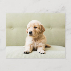 最も可愛い赤ん坊の動物 Golden Retriever Puppy ポストカード