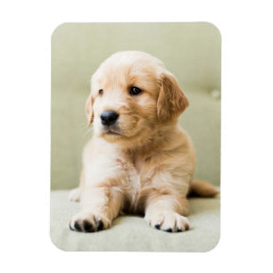 最も可愛い赤ん坊の動物 Golden Retriever Puppy マグネット