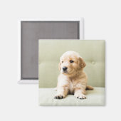最も可愛い赤ん坊の動物 | Golden Retriever Puppy マグネット (正面/裏面)