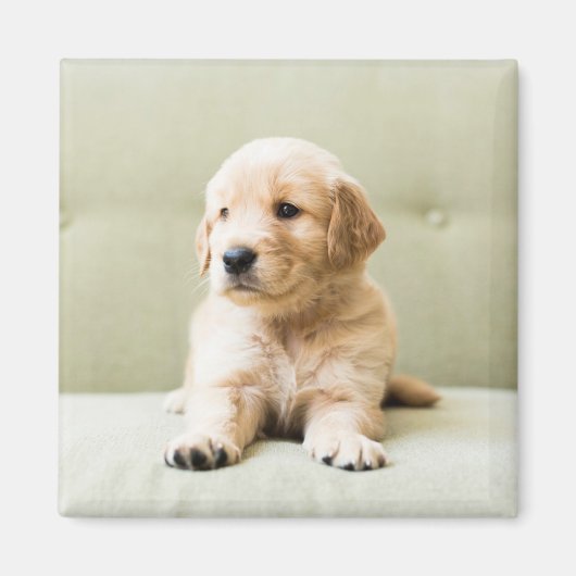 最も可愛い赤ん坊の動物 | Golden Retriever Puppy マグネット (正面)