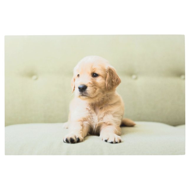 最も可愛い赤ん坊の動物 | Golden Retriever Puppy メタルプリント (正面)