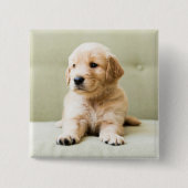 最も可愛い赤ん坊の動物 | Golden Retriever Puppy 缶バッジ (正面)